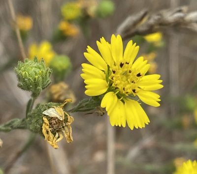 Deinandra corymbosa, photographed by Irene