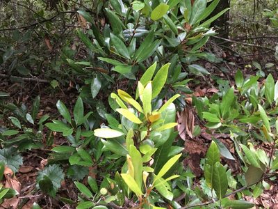 Persea humilis, photographed by Darren Oh
