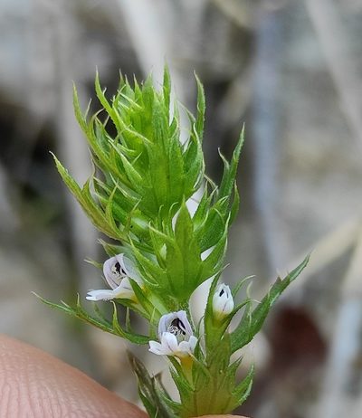 Euphrasia salisburgensis, photographed by Andrea Mologni