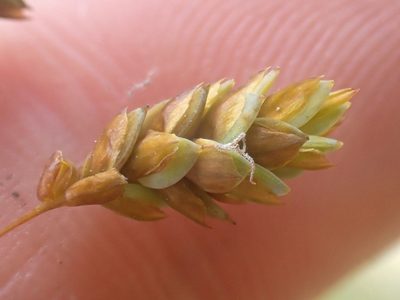 Carex limosa, photographed by Trevor Van Loon
