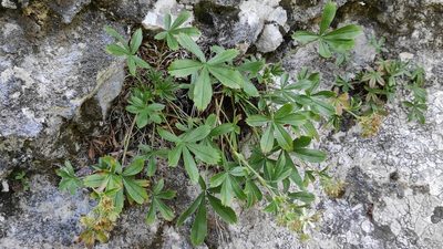 Potentilla caulescens, photographed by Andrea Mologni