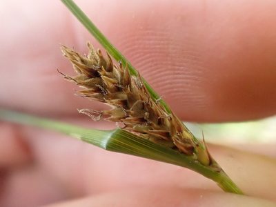 Carex lasiocarpa, photographed by Trevor Van Loon