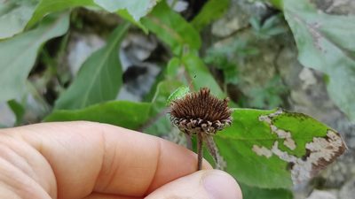 Buphthalmum speciosissimum, photographed by Andrea Mologni