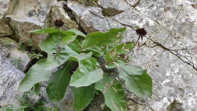 Buphthalmum speciosissimum, photographed by Andrea Mologni