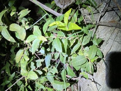 Notelaea ovata, photographed by Greg Tasney