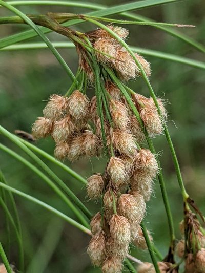 Scirpus pedicellatus, photographed by Benoit Renaud