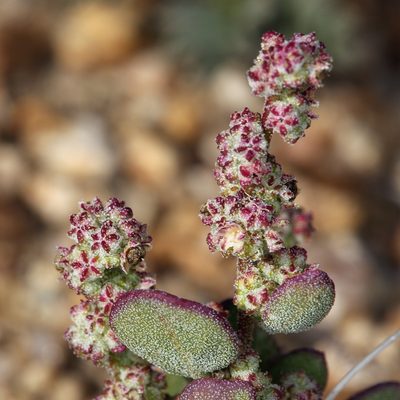 Chenopodium atrovirens, photographed by Steve Matson