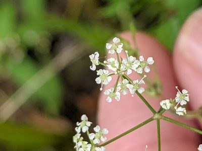 Cicuta bulbifera, photographed by Benoit Renaud