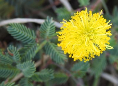 Neptunia lutea, photographed by saltyhiker