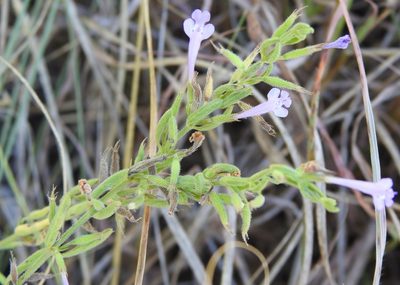 Hedeoma reverchonii, photographed by saltyhiker