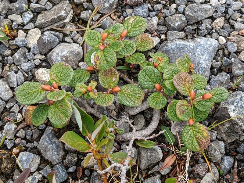 Salix vestita, photographed by Todd Boland