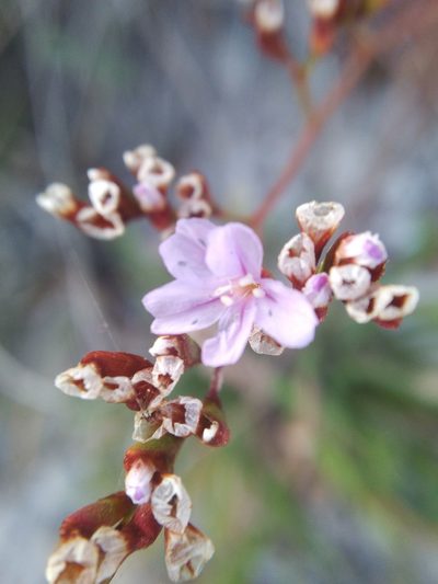 Limonium virgatum, photographed by Vicente Lopes