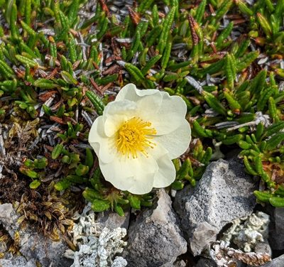 Dryas integrifolia, photographed by Todd Boland