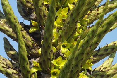Puya chilensis, photographed by Cecilia Briceño