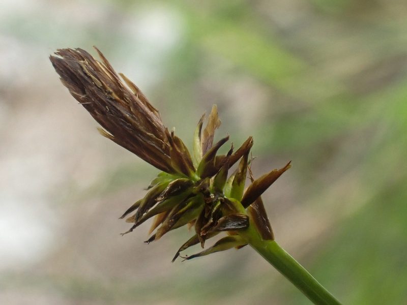 Carex nigricans, photographed by Trevor Van Loon