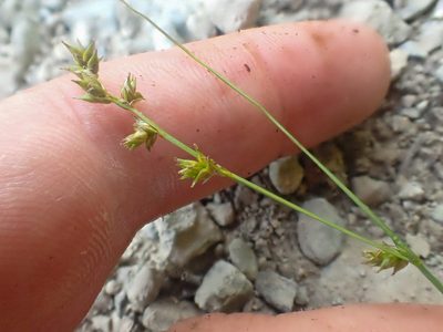 Carex laeviculmis, photographed by Trevor Van Loon