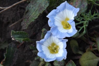 Nolana paradoxa, photographed by Cecilia Briceño