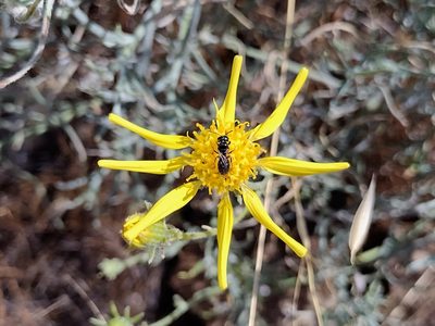 Senecio flaccidus, photographed by Daniel S.