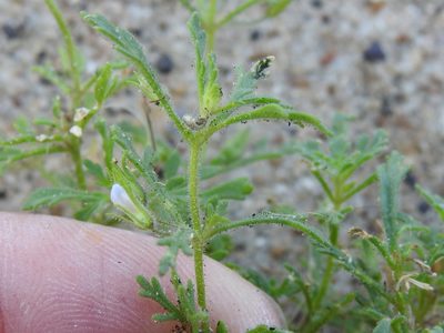 Leucospora multifida, photographed by Sam Kieschnick