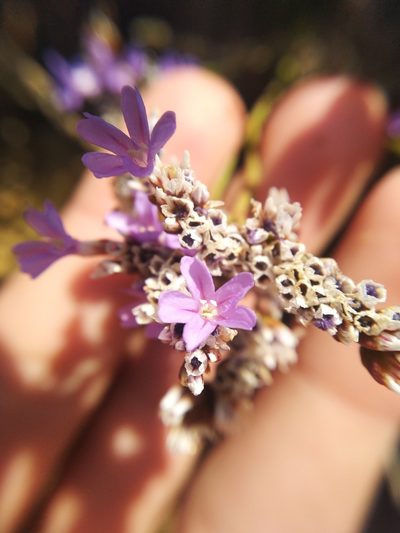 Limonium dodartii, photographed by Vicente Lopes