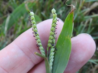 Paspalum pubiflorum, photographed by Sam Kieschnick