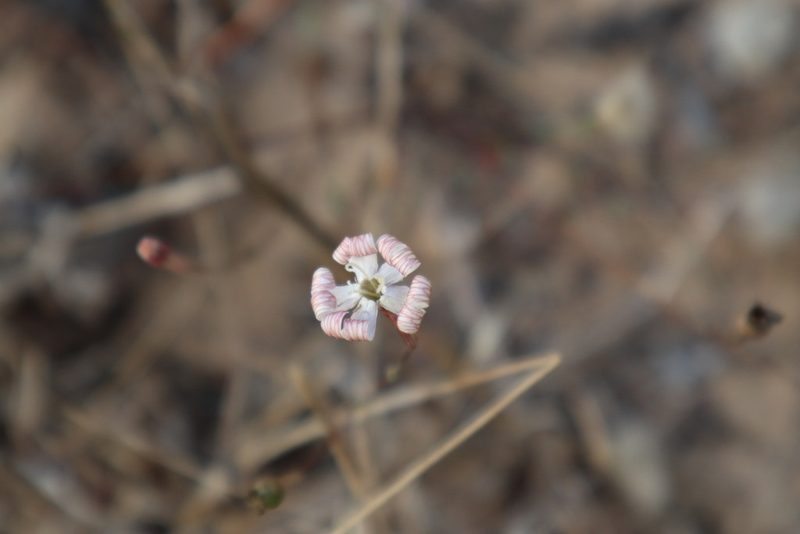 Silene portensis, photographed by Vicente Lopes