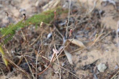 Silene portensis, photographed by Vicente Lopes
