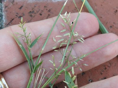 Eragrostis cilianensis, photographed by Sam Kieschnick