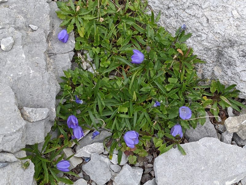 Campanula giesekiana, photographed by Todd Boland
