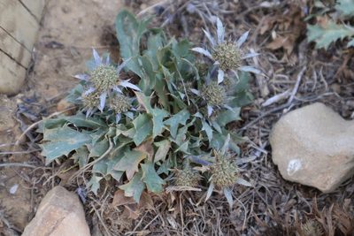 Eryngium dilatatum, photographed by Vicente Lopes