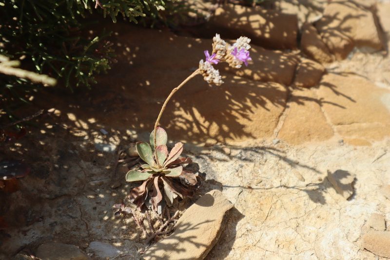 Limonium dodartii, photographed by Vicente Lopes