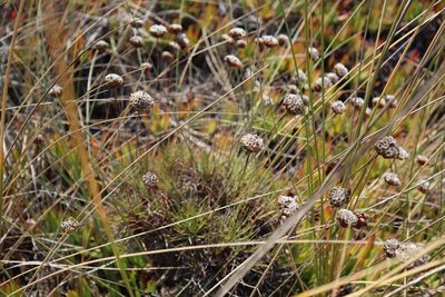 Armeria pungens, photographed by Vicente Lopes