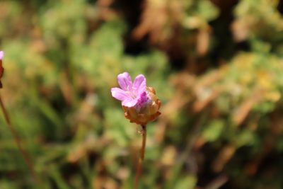 Armeria pungens, photographed by Vicente Lopes