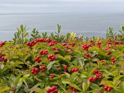 Cornus suecica, photographed by Todd Boland
