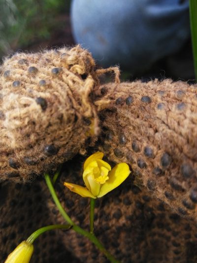 Bletia adenocarpa, photographed by Manuel Nicolás Madrigal Pérez