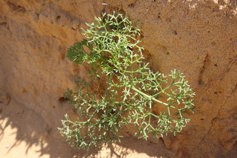 Cachrys libanotis, photographed by Vicente Lopes