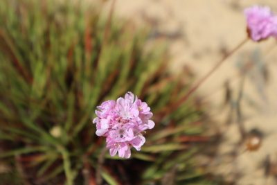 Armeria pungens, photographed by Vicente Lopes