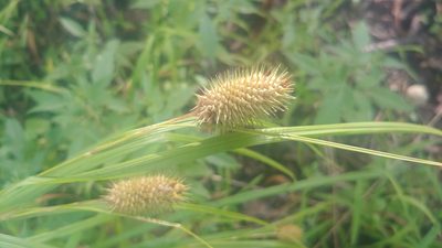 Carex squarrosa, photographed by Ryan Sorrells