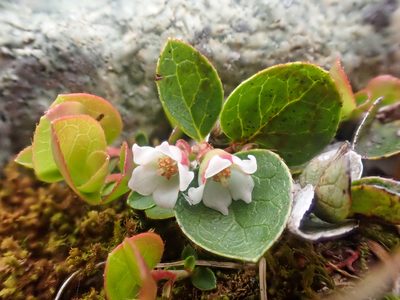 Gaultheria humifusa, photographed by Trevor Van Loon