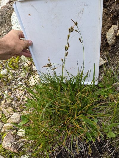 Carex luzulina, photographed by Trevor Van Loon