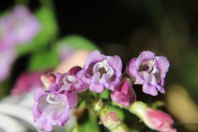 Nothochelone nemorosa, photographed by Millie Basden
