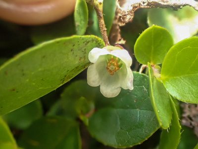 Gaultheria humifusa, photographed by Trevor Van Loon
