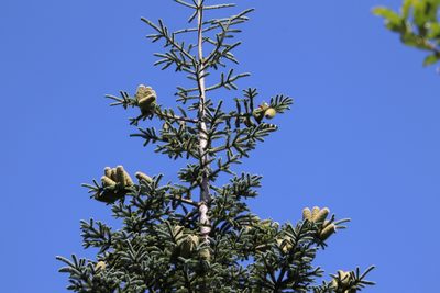 Abies procera, photographed by Millie Basden