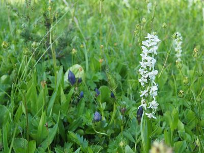 Platanthera dilatata, photographed by Peter Abrahamsen