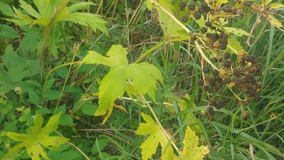 Napaea dioica, photographed by Ryan Sorrells