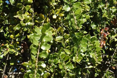 Cryptocarya alba, photographed by Cecilia Briceño