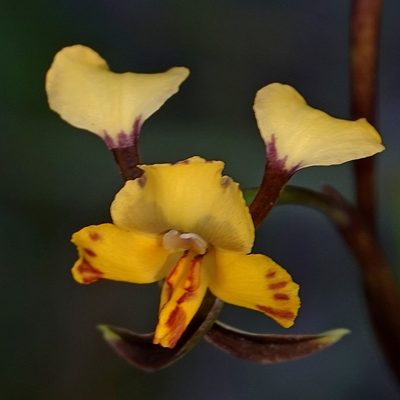 Diuris maculata, photographed by Max Campbell