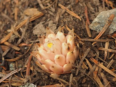 Hemitomes congestum, photographed by Peter Abrahamsen