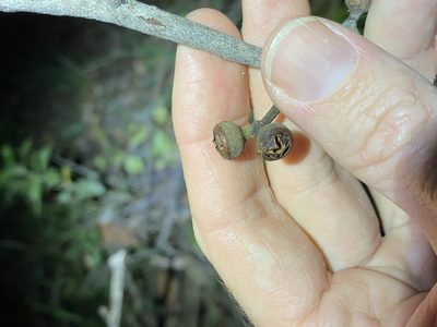 Eucalyptus tindaliae, photographed by Greg Tasney