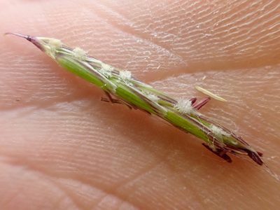 Pleuropogon refractus, photographed by Trevor Van Loon